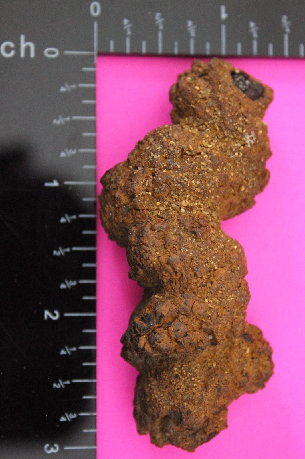 Giant Lizard Poop 5 Million Years Old Genuine Real Fossil Dinosaur Girl COA S30