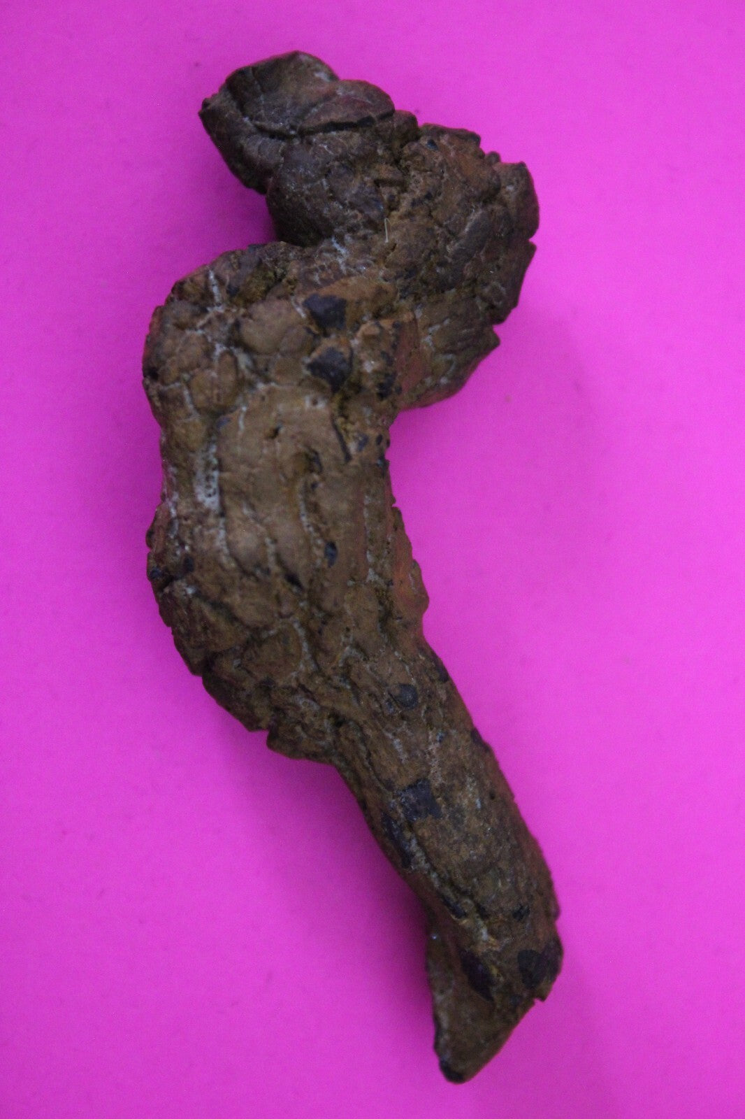 Giant Lizard Poop 5 Million Years Old Genuine Real Fossil Dinosaur Girl COA S47