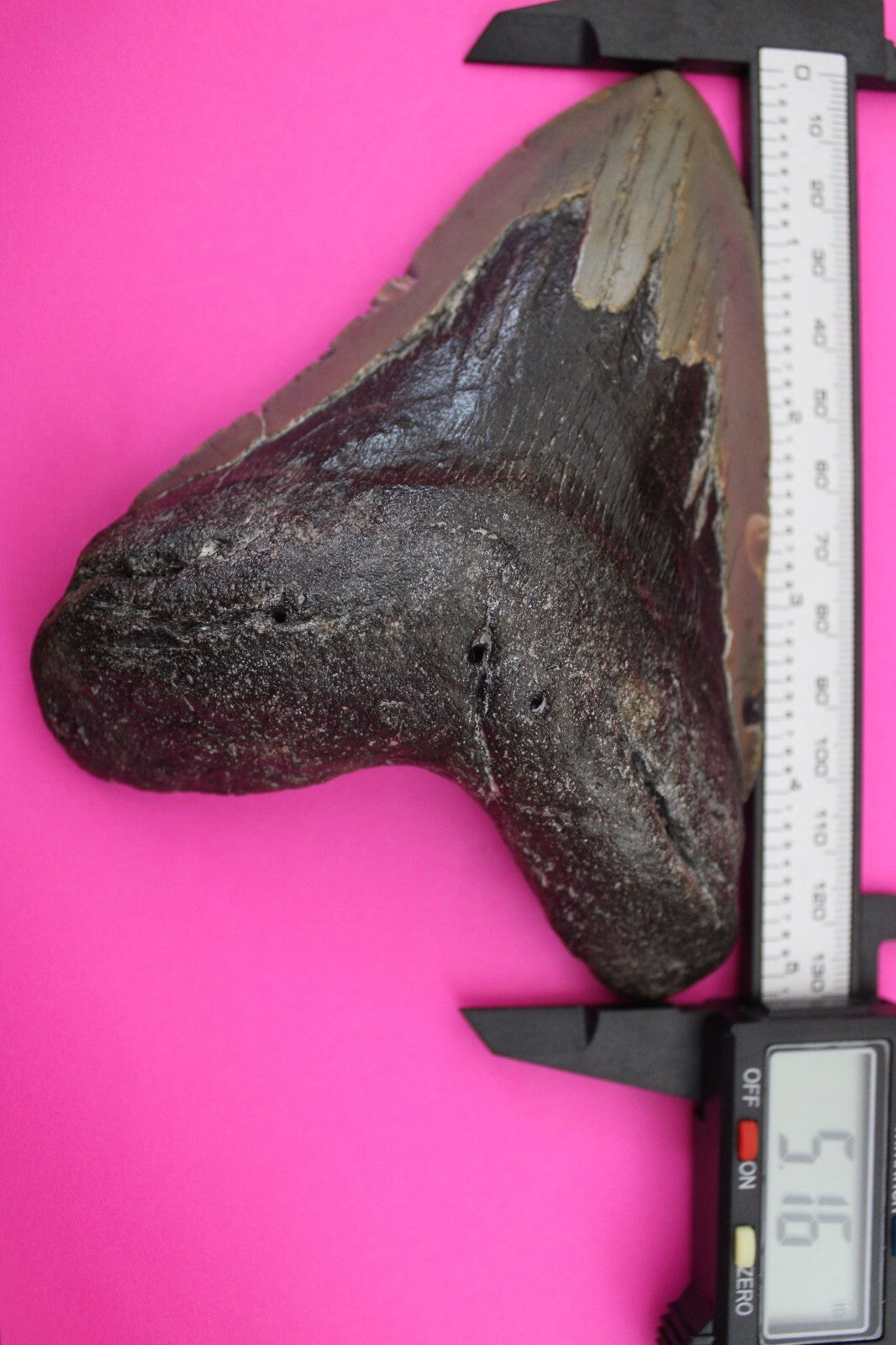 Authentic Megadolon Shark Tooth 5.16 Inch 286 Grams Fossil Dinosaur Girl COA M63