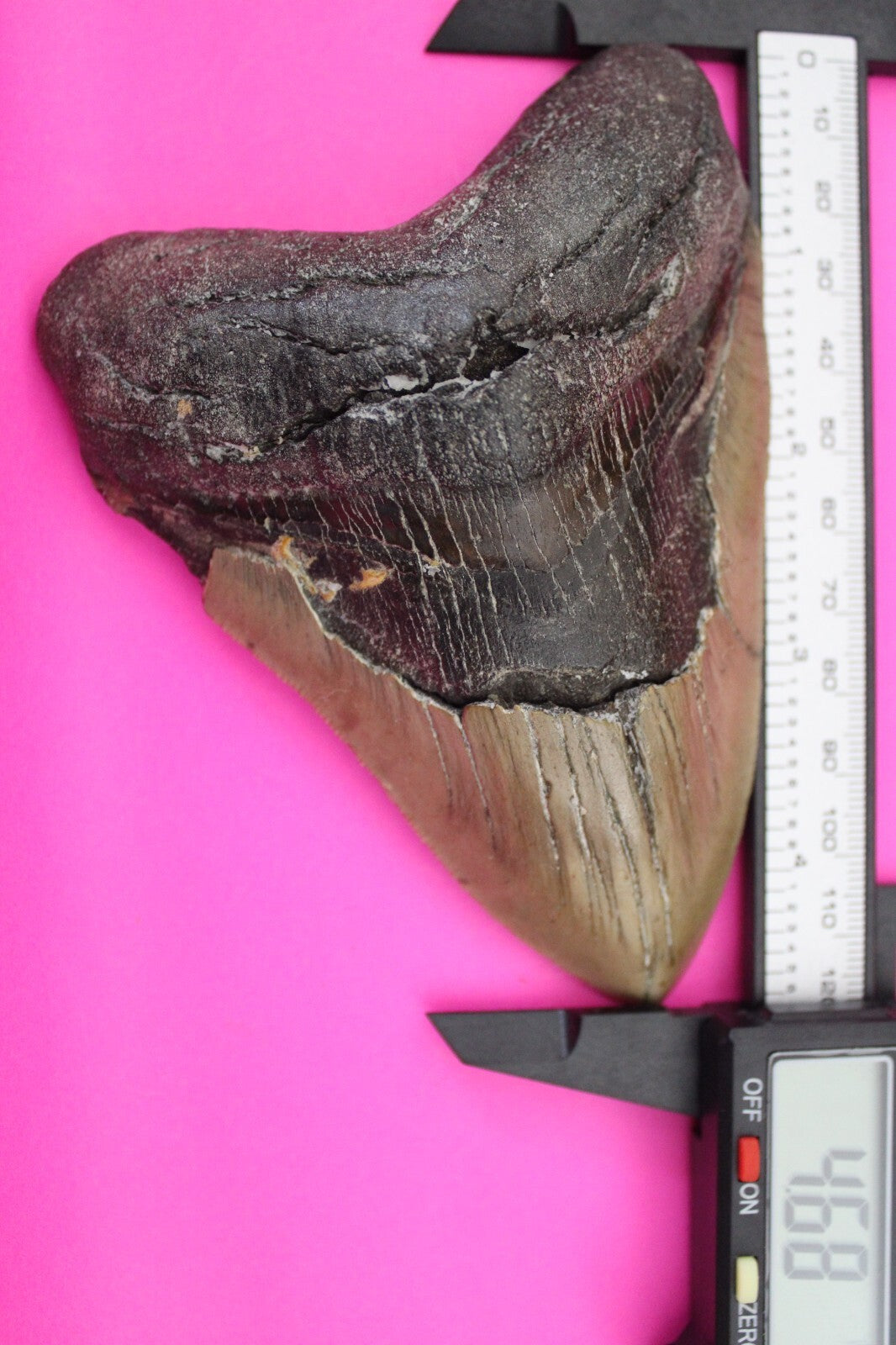 Authentic Megadolon SharkTooth 4.68 Inch 224 Grams Fossil Dinosaur Girl COA M64