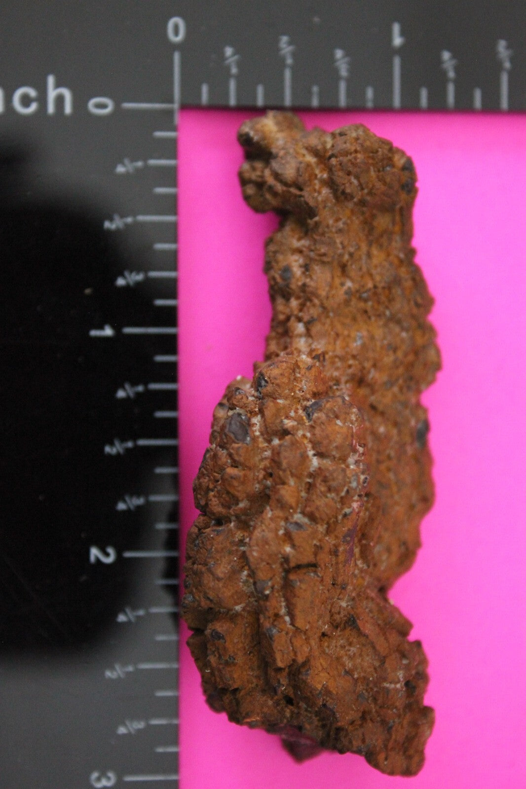 Giant Lizard Poop 5 Million Years Old Genuine Real Fossil Dinosaur Girl COA S09