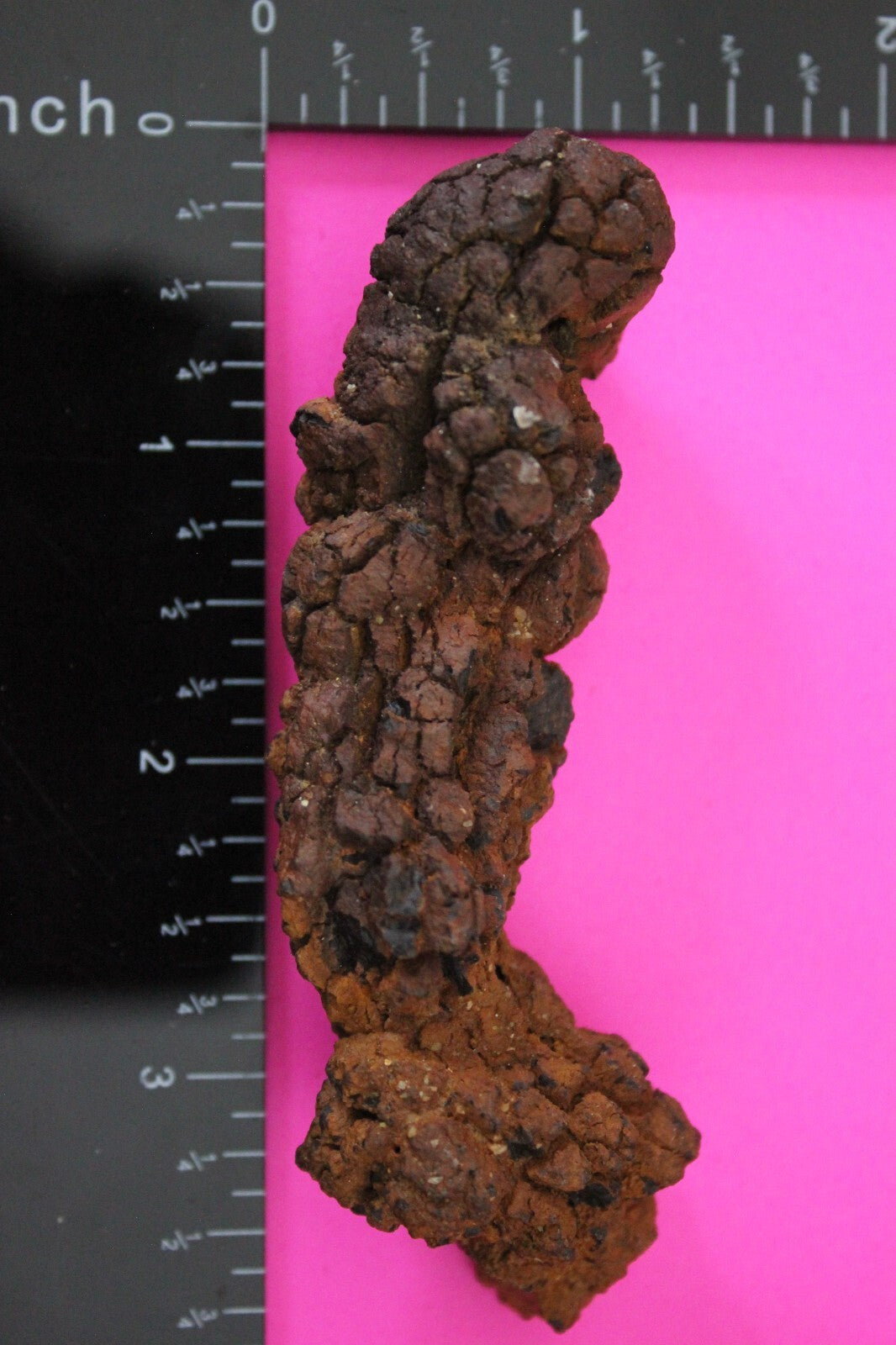 Giant Lizard Poop 5 Million Years Old Genuine Real Fossil Dinosaur Girl COA S41