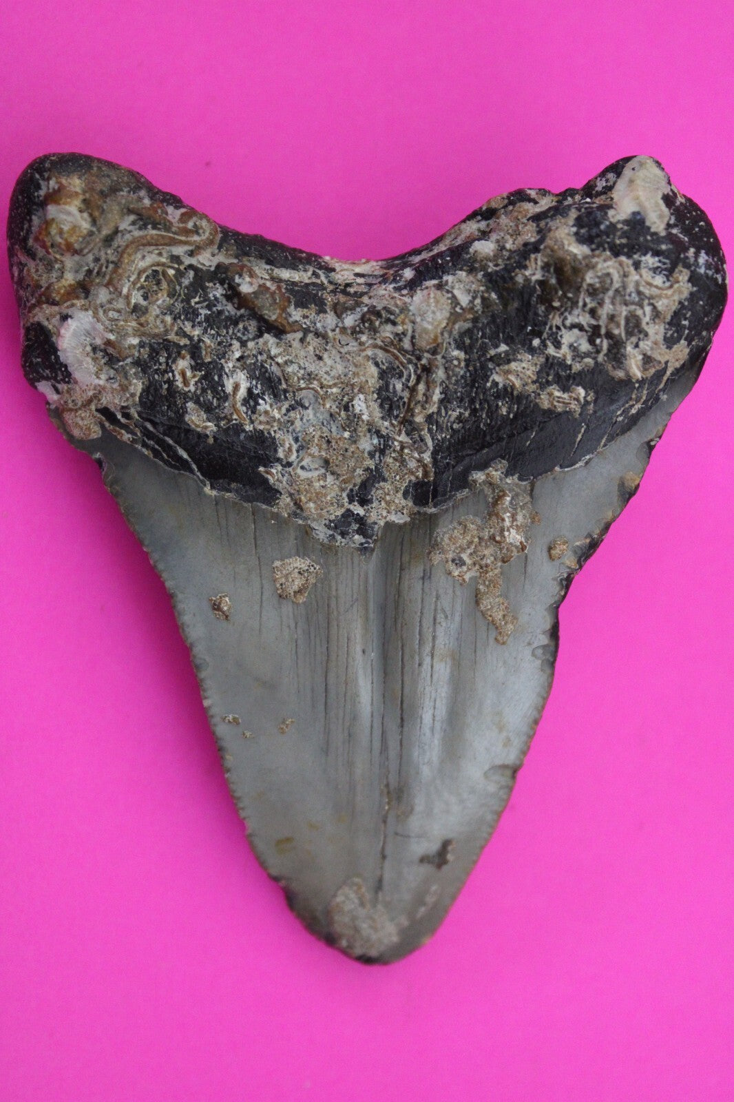 Authentic Megalodon Shark Tooth 2.98 Inches 61 Grams Fossil Dino Girl COA M45