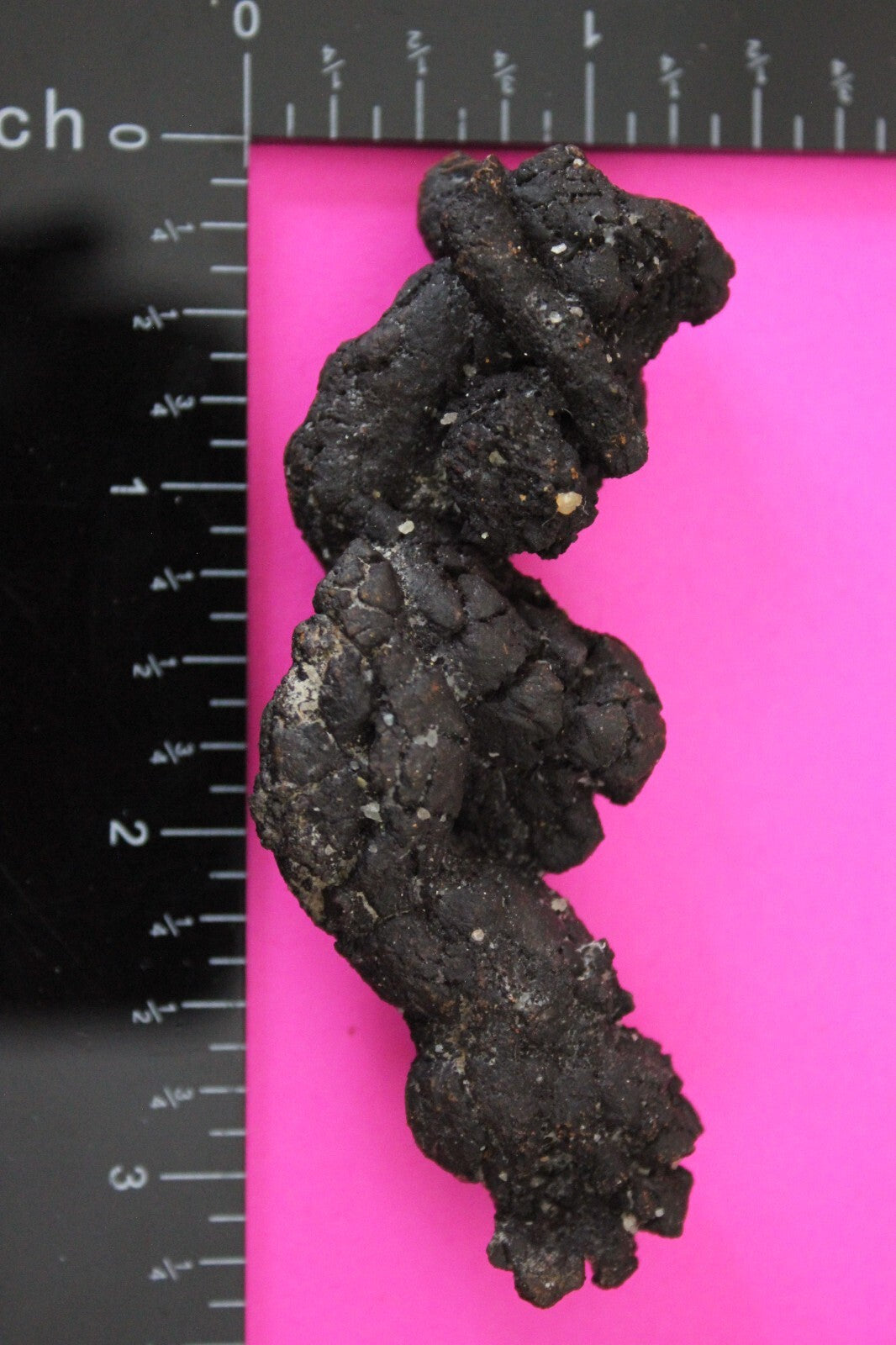 Giant Lizard Poop 5 Million Years Old Genuine Real Fossil Dinosaur Girl COA S35