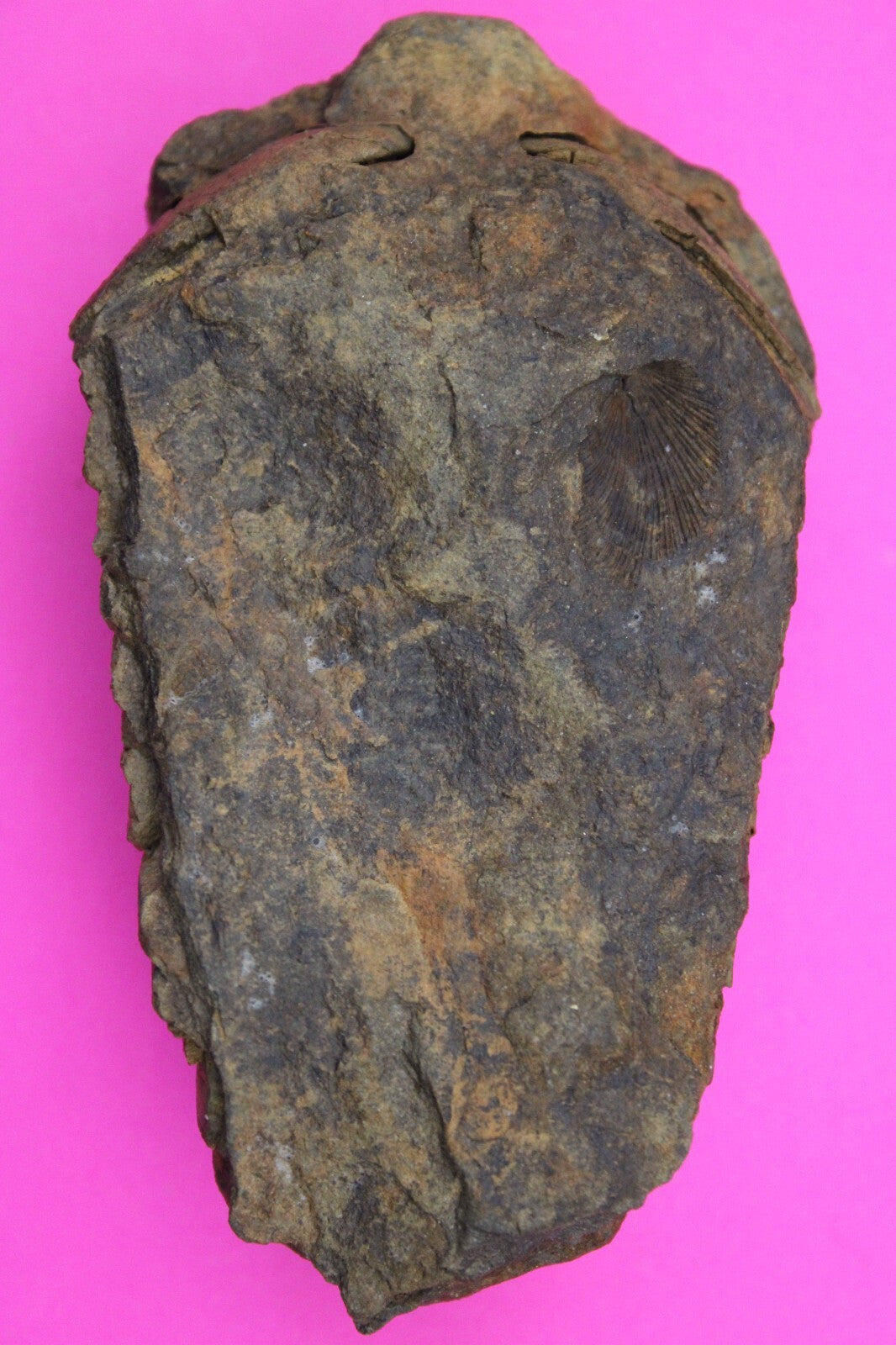 Authentic Trilobite Fossil 450 Million Years Old Genuine Dinosaur Girl COA 45
