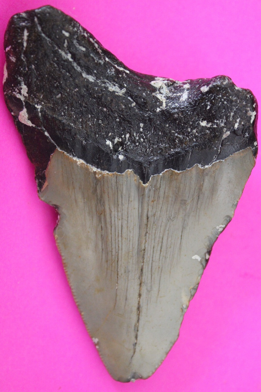Authentic Megalodon Shark Tooth 3.3 Inches 61 Grams Fossil Dino Girl COA M22
