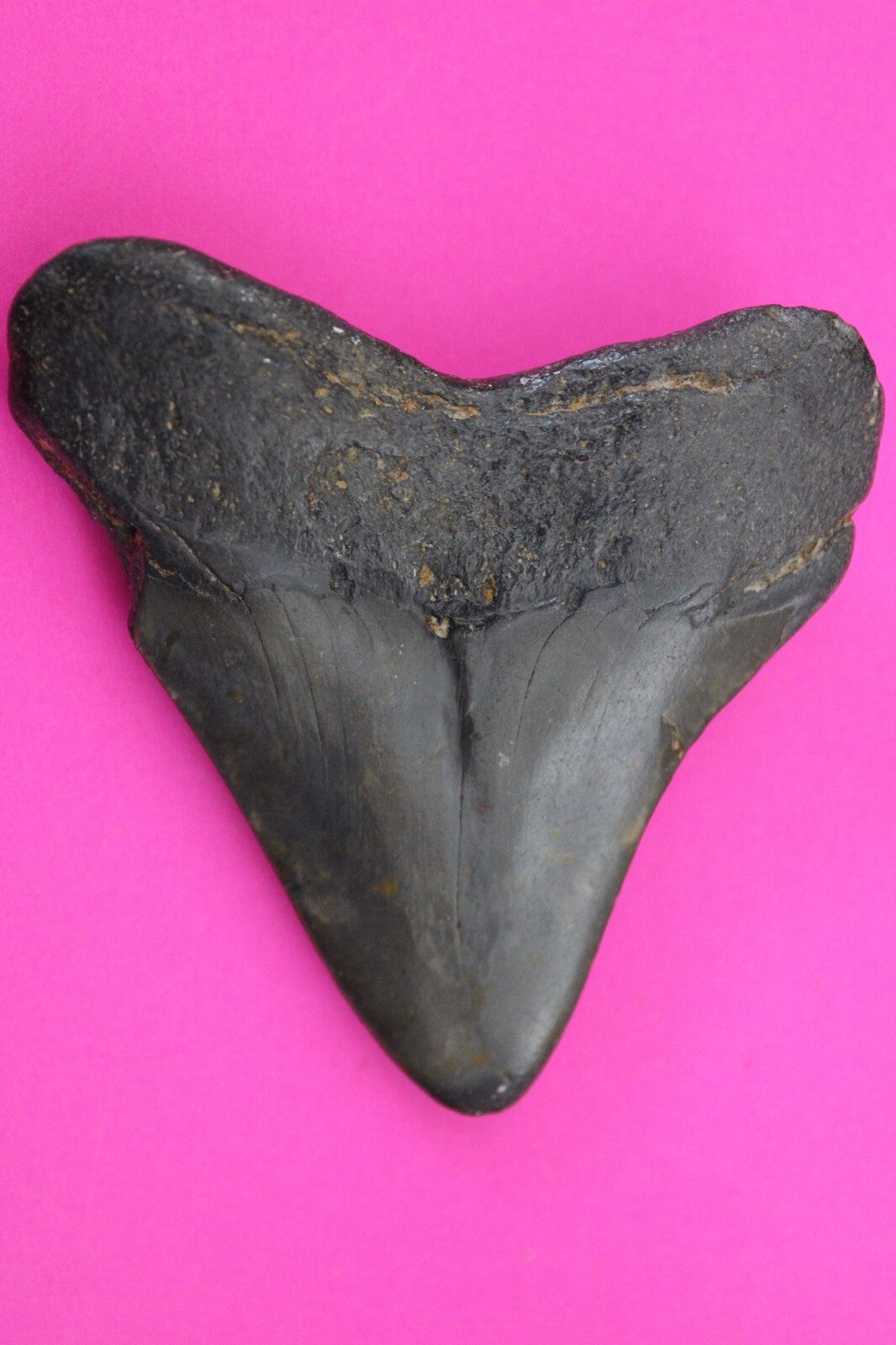 Authentic Megadolon Shark Tooth 3.05 Inch 64 Grams Fossil Dinosaur Girl COA M29