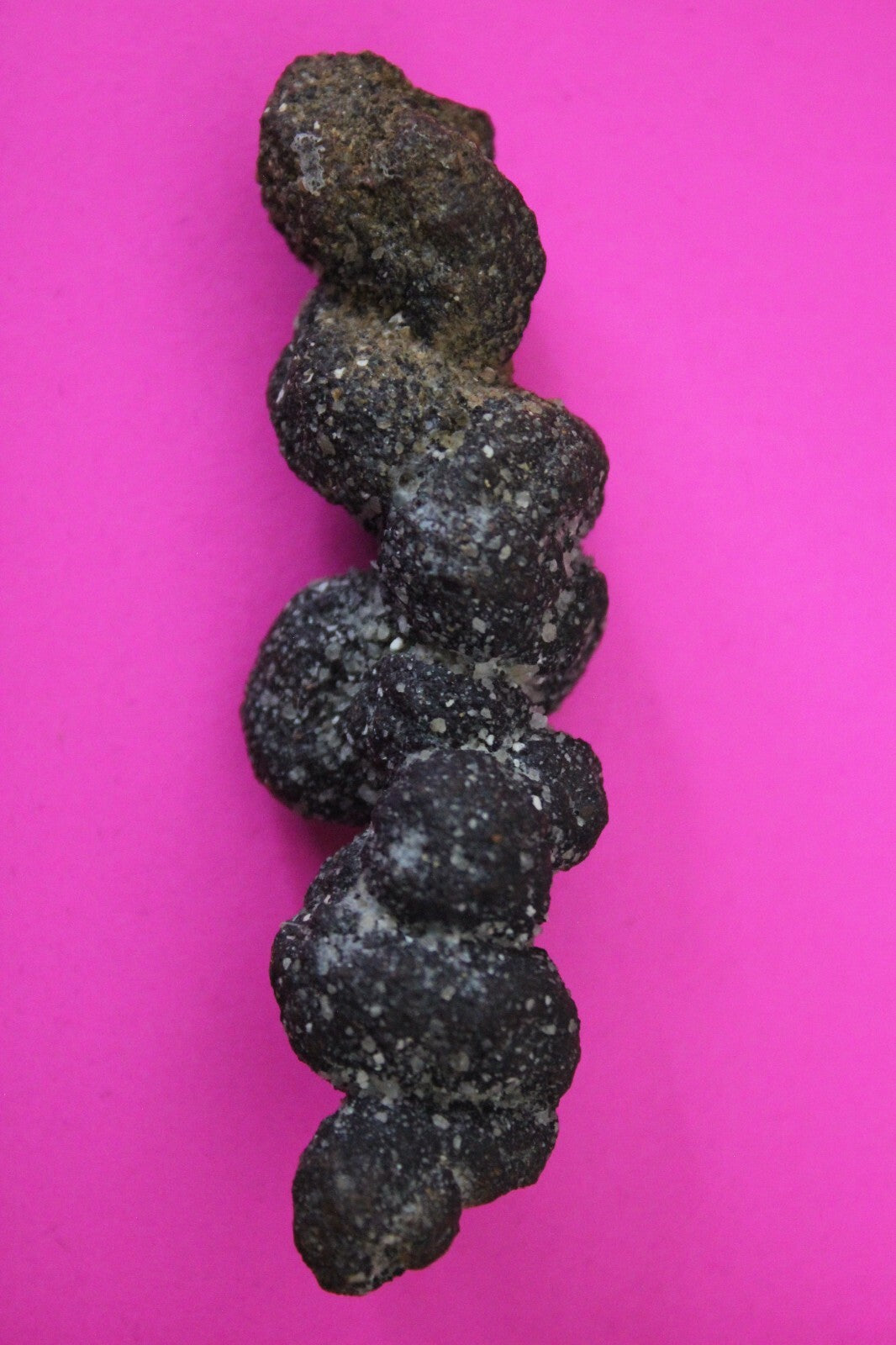 Giant Lizard Poop 5 Million Years Old Coprolite Genuine Fossil Dino Girl COA S25