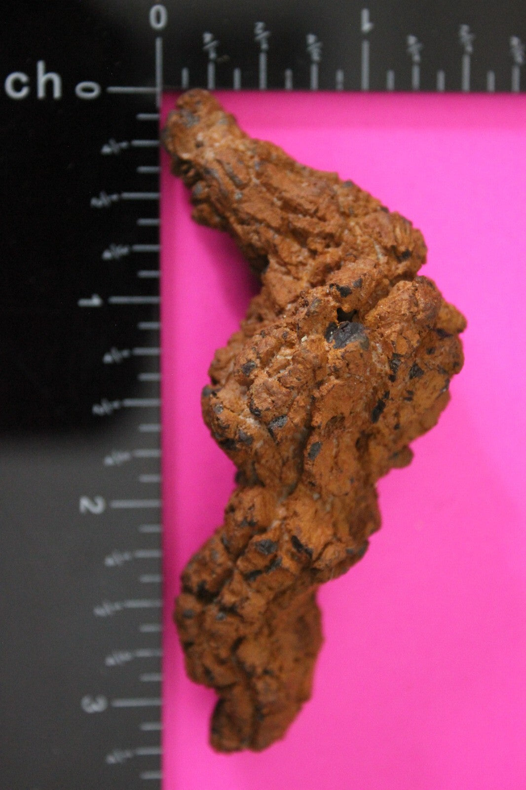 Giant Lizard Poop 5 Million Years Old Genuine Real Fossil Dinosaur Girl COA S44