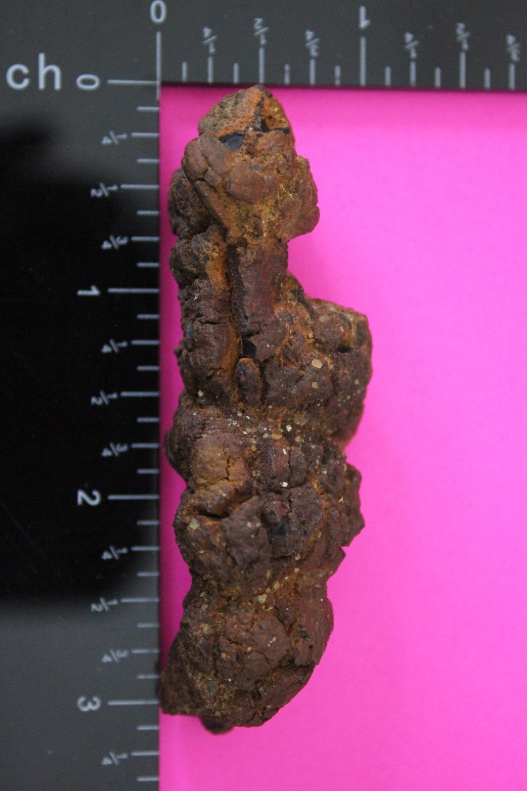 Giant Lizard Poop 5 Million Years Old Genuine Real Fossil Dinosaur Girl COA S36