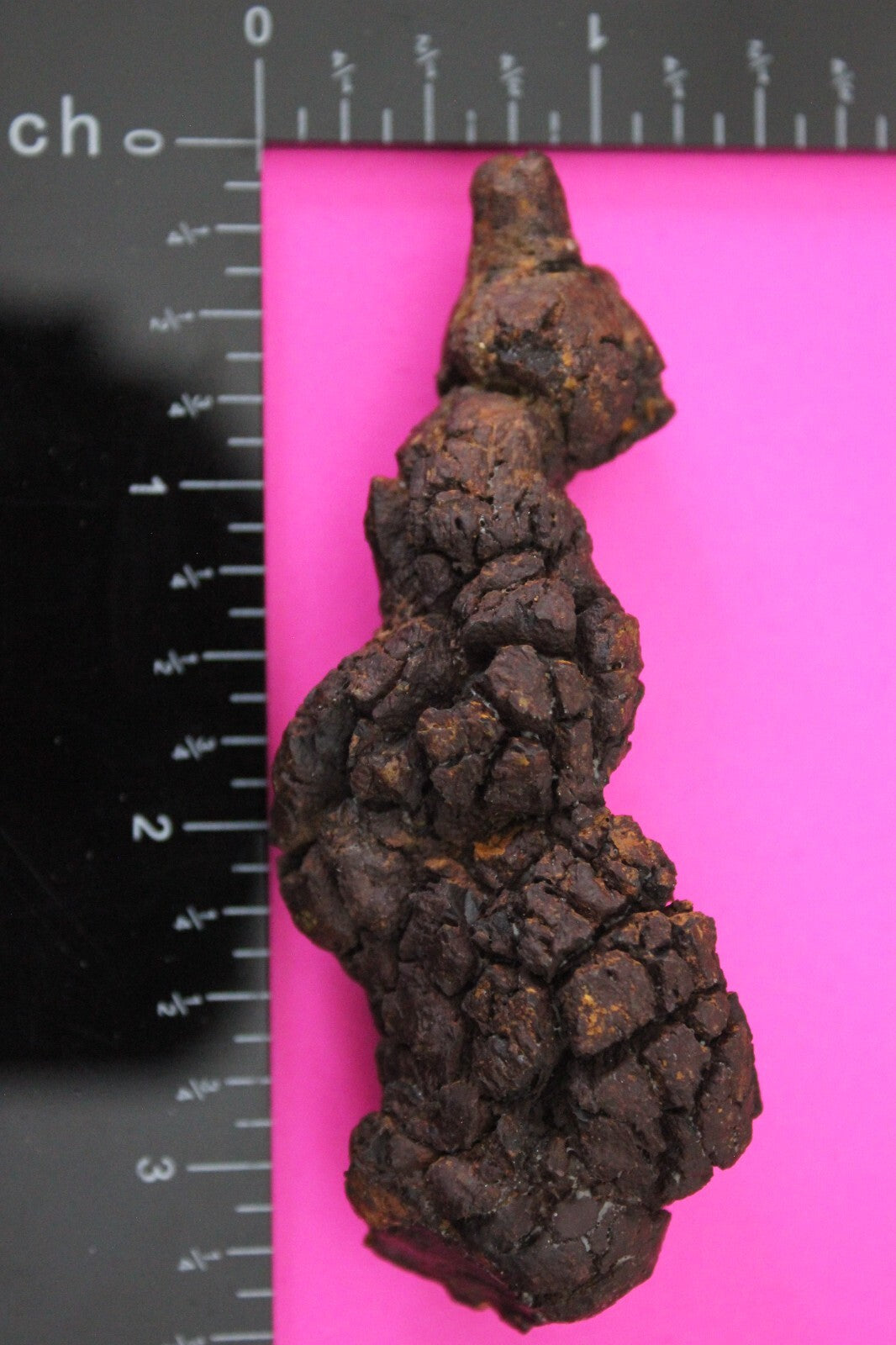 Giant Lizard Poop 5 Million Years Old Genuine Real Fossil Dinosaur Girl COA S12