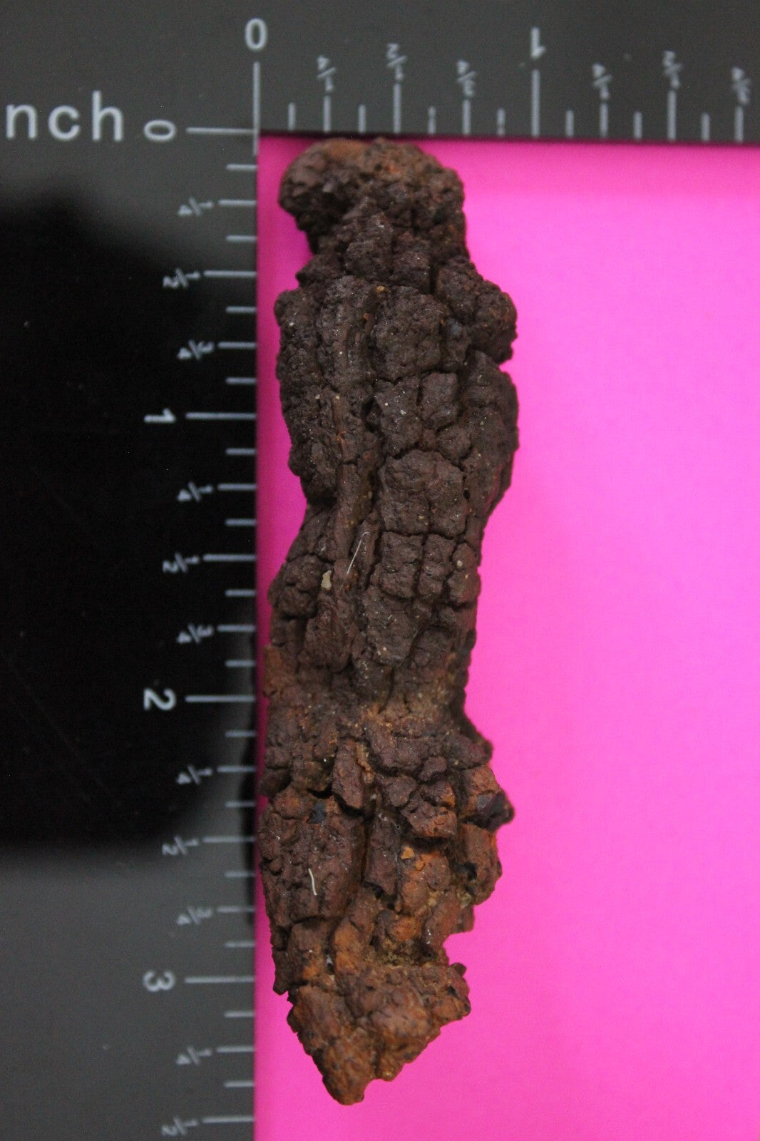 Giant Lizard Poop 5 Million Years Old Genuine Real Fossil Dinosaur Girl COA S39