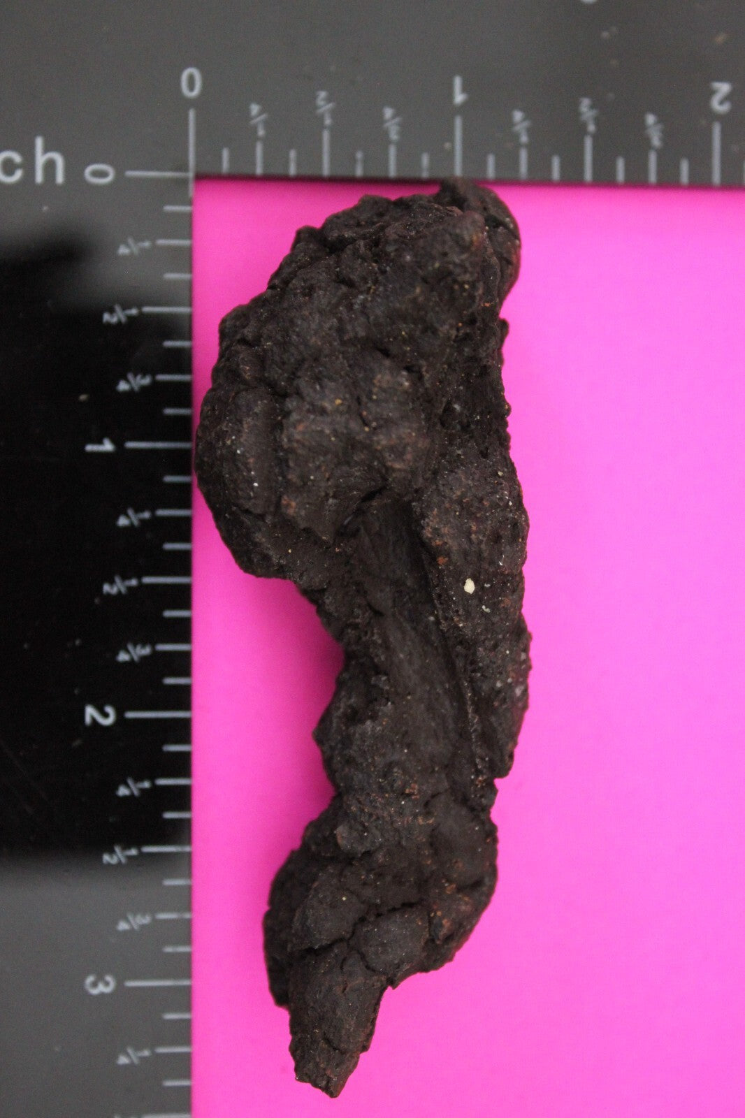 Giant Lizard Poop 5 Million Years Old Genuine Real Fossil Dinosaur Girl COA S02