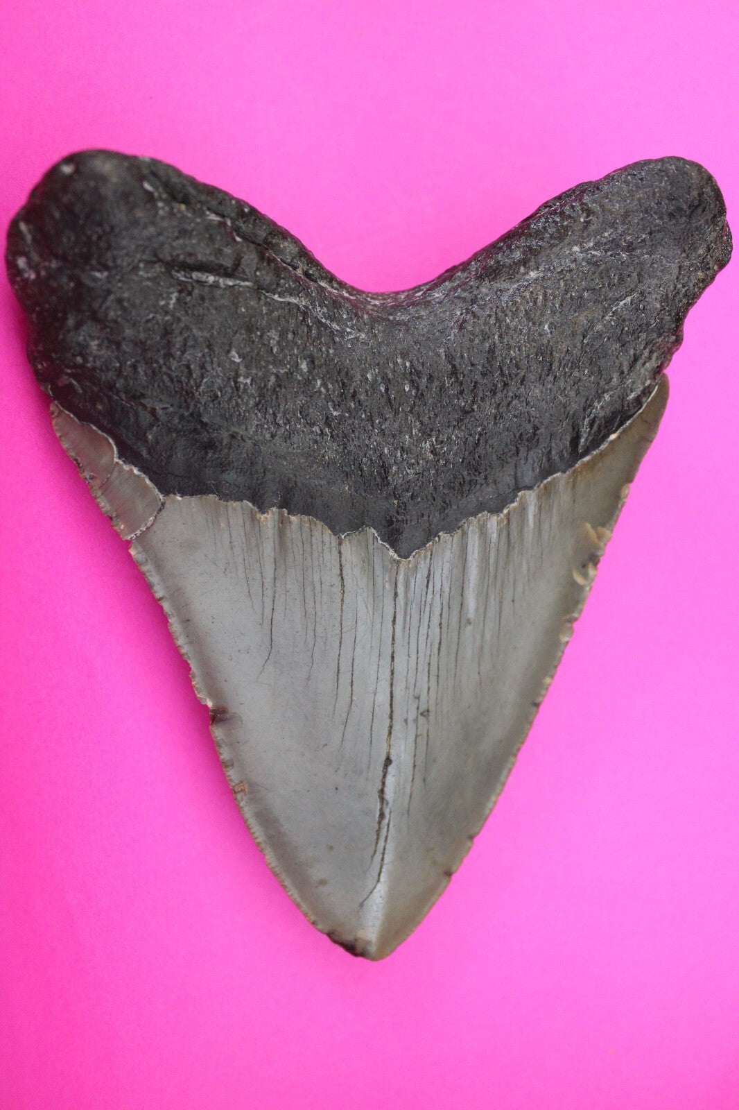 Authentic Megadolon Shark Tooth 5.16 Inch 286 Grams Fossil Dinosaur Girl COA M63