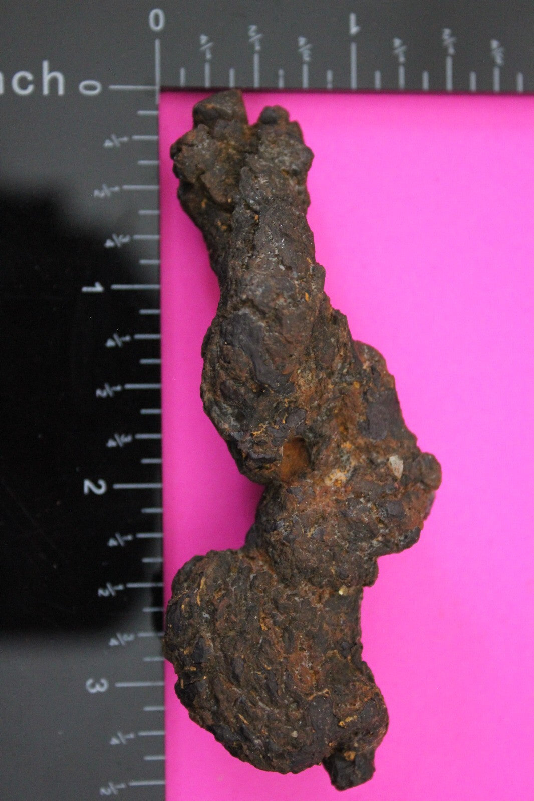 Giant Lizard Poop 5 Million Years Old Genuine Real Fossil Dinosaur Girl COA S13