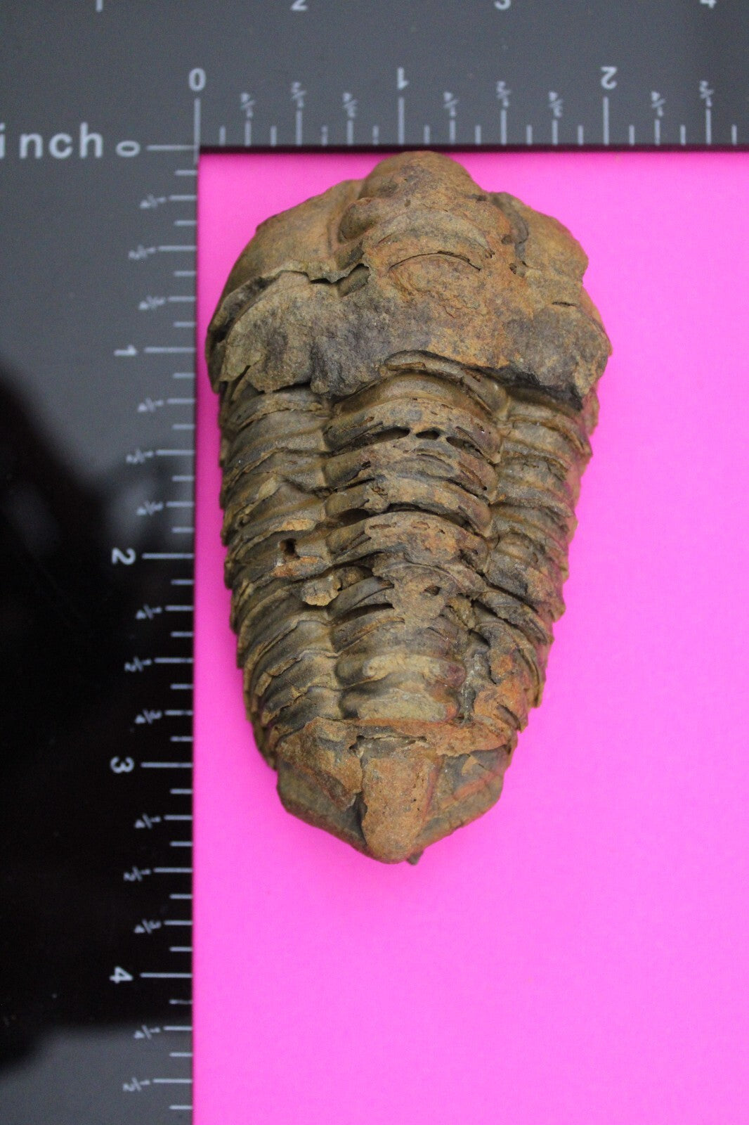 Authentic Trilobite Fossil 450 Million Years Old Genuine Dinosaur Girl COA 45