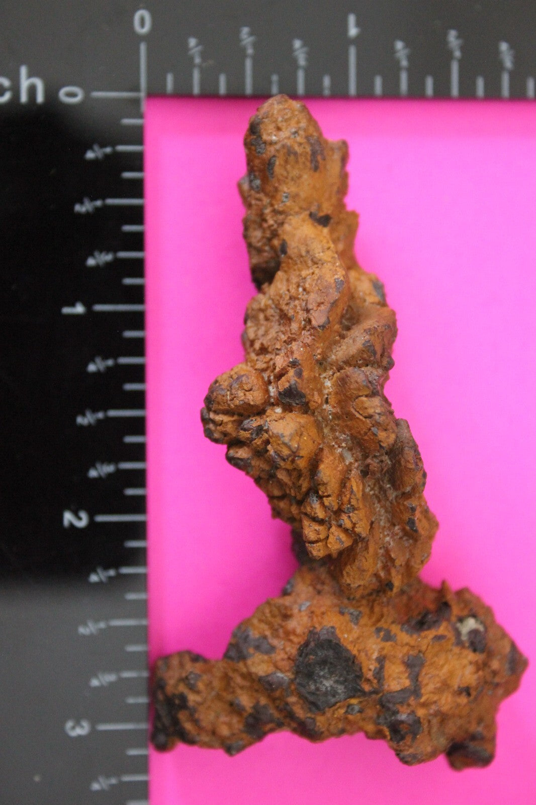 Giant Lizard Poop 5 Million Years Old Genuine Real Fossil Dinosaur Girl COA S46