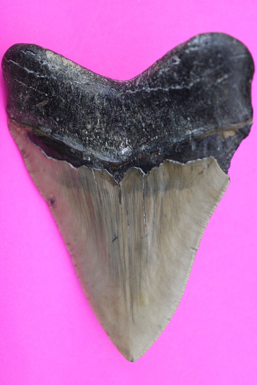Megadolon Teeth