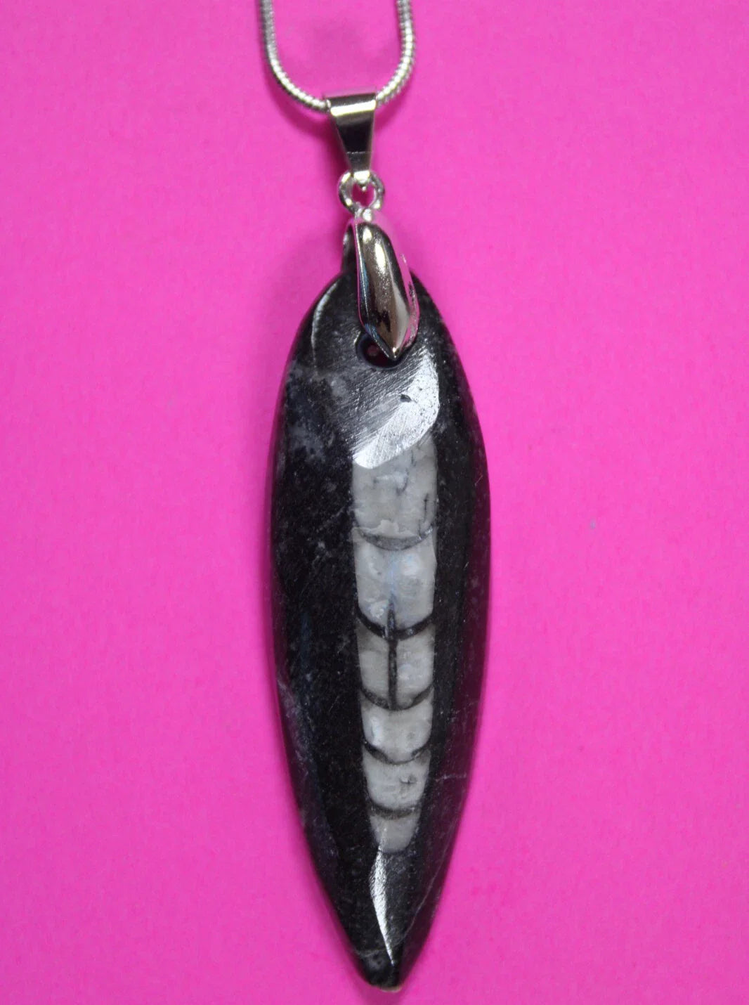 Orthoceros Necklaces