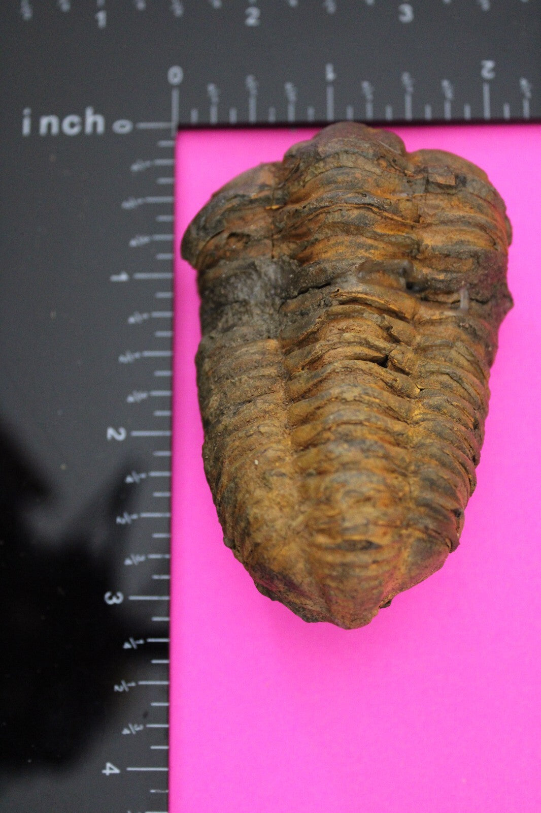 Authentic Trilobite Fossil 450 Million Years Old Genuine Dinosaur Girl COA 94