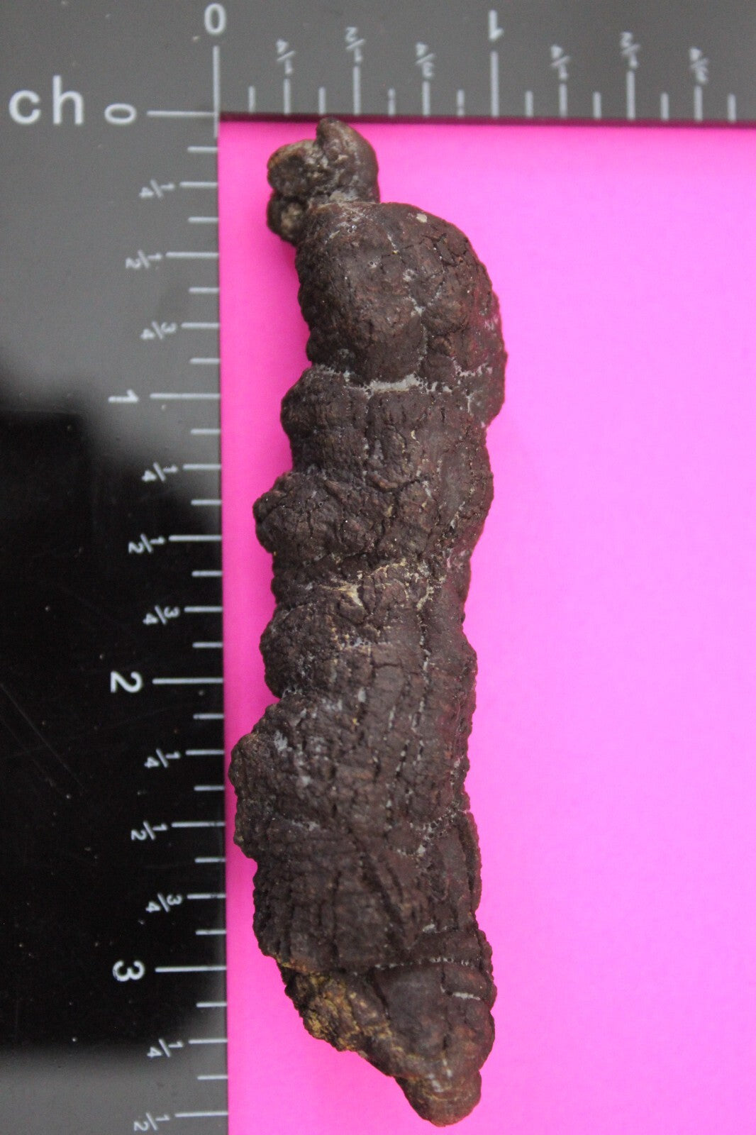 Giant Lizard Poop 5 Million Years Old Genuine Real Fossil Dinosaur Girl COA S16