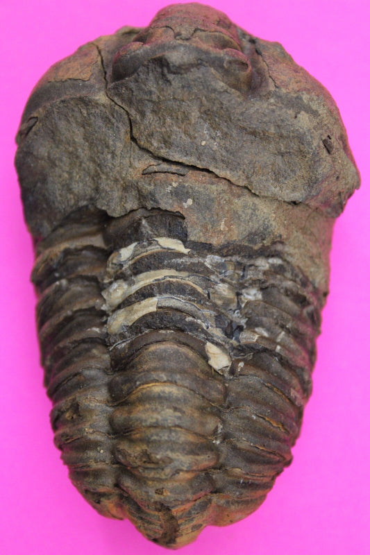 Authentic Trilobite Fossil 450 Million Years Old Genuine Dinosaur Girl COA 44