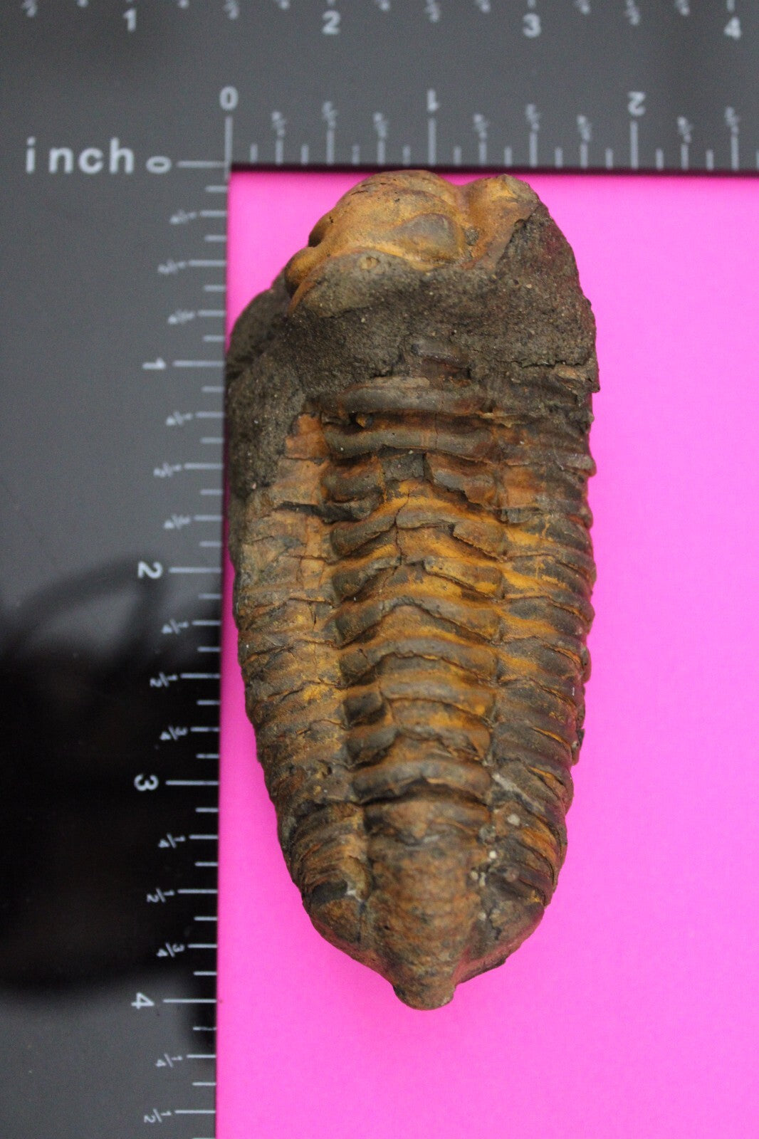 Authentic Trilobite Fossil 450 Million Years Old Genuine Dinosaur Girl COA 24