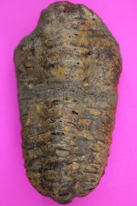 Authentic Trilobite Fossil 450 Million Years Old Genuine Dinosaur Girl COA 97