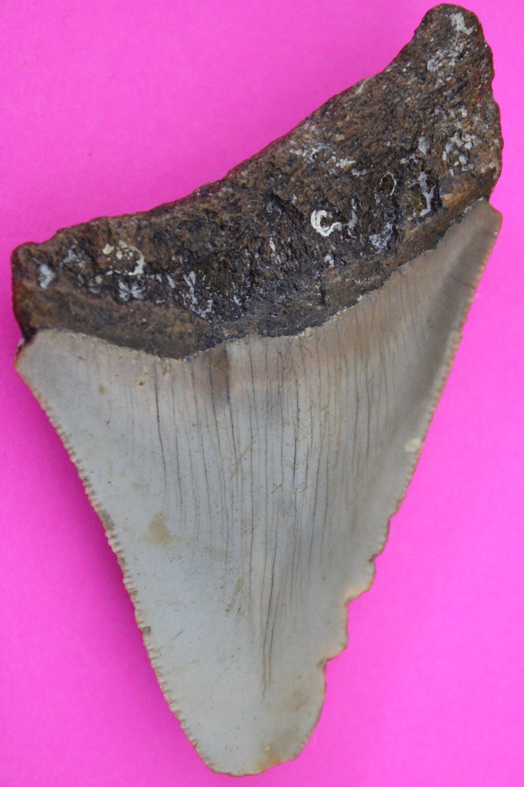 Authentic Megadolon Shark Tooth 2.92 Inch 36 Grams Fossil Dinosaur Girl COA M19