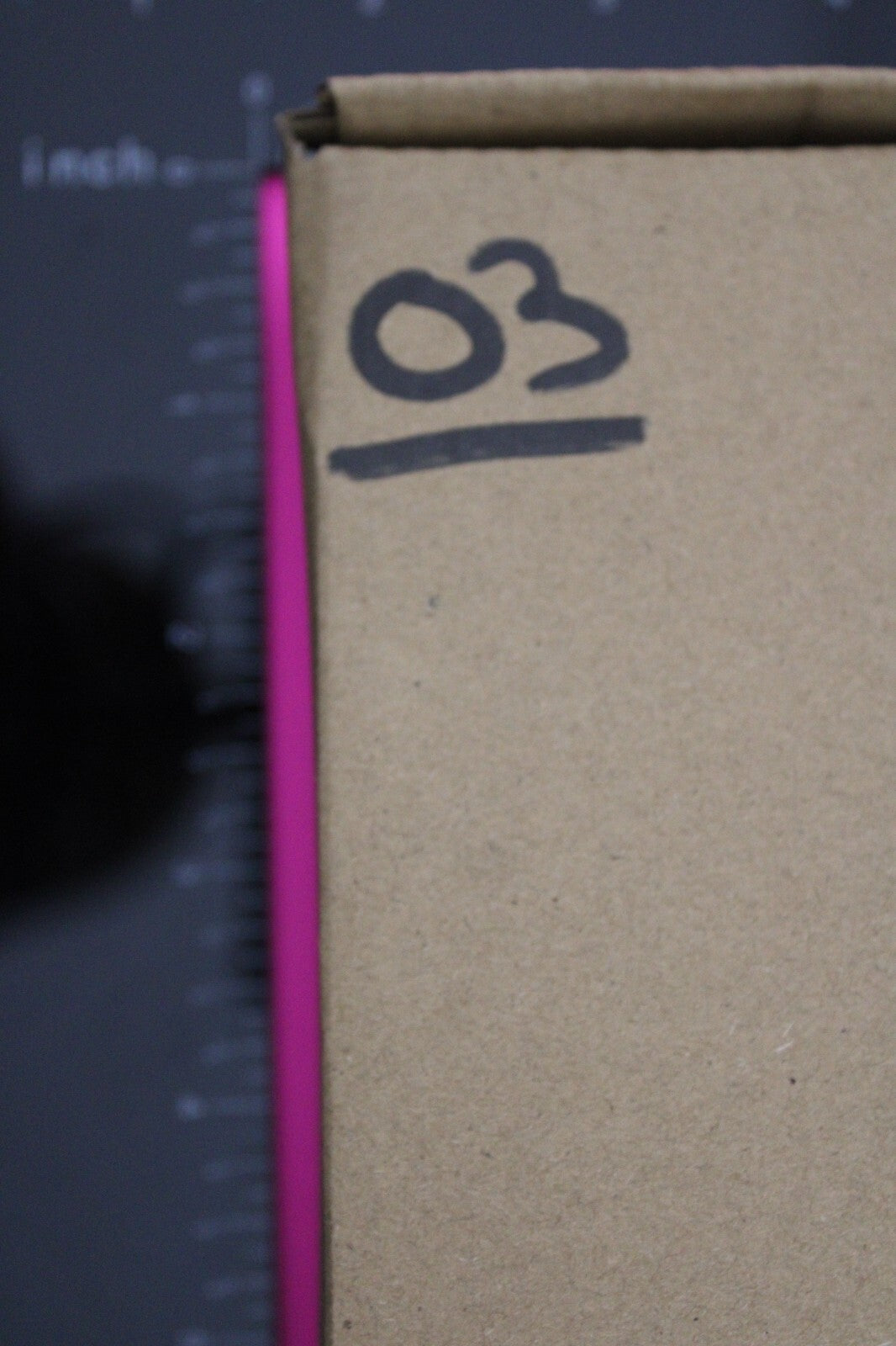 Authentic Trilobite Fossil 450 Million Years Old Genuine Dinosaur Girl COA 03