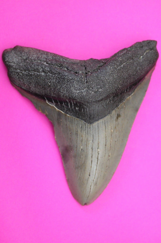 Authentic Megadolon Shark Tooth 4.08 Inch 130 Grams Fossil Dinosaur Girl COA M53