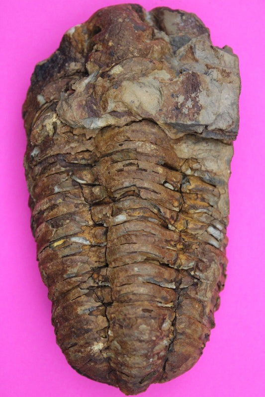 Authentic Trilobite Fossil 450 Million Years Old Genuine Dinosaur Girl COA 07