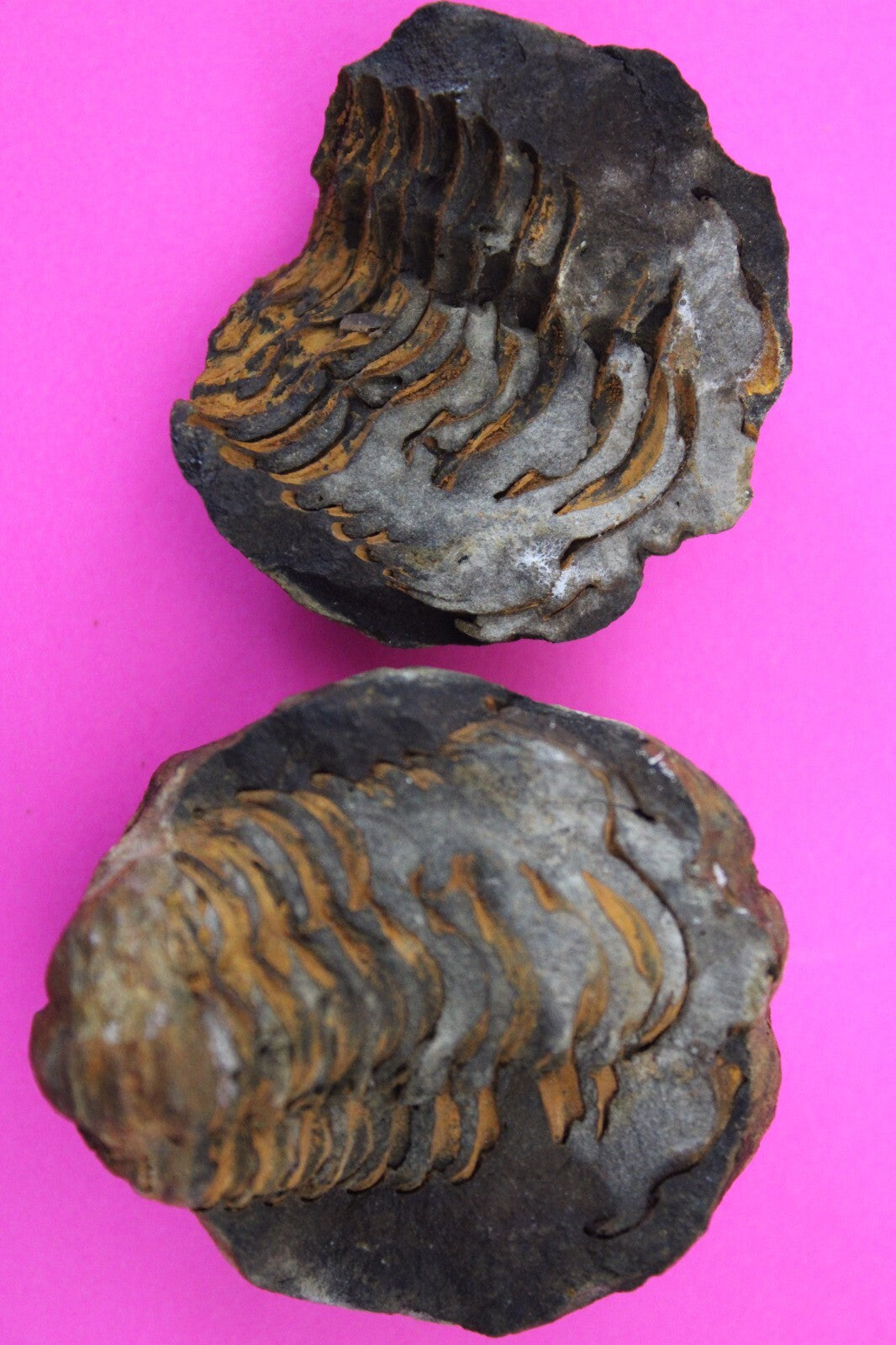 Authentic Trilobite Geode Real Fossil 450 Million Years Old Dinosaur Girl COA 09
