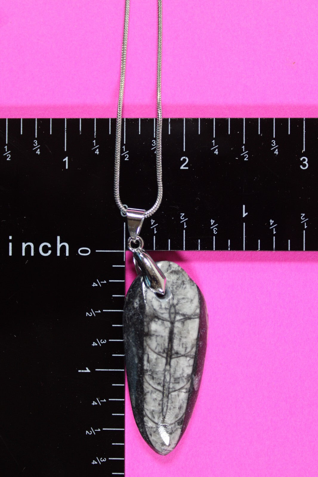 Authentic Orthoceros Necklace Fossil 500 Million Years Old Dinosaur Girl COA 63