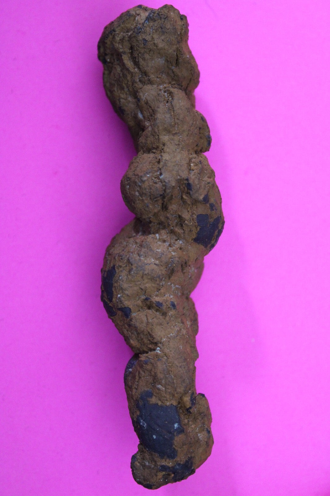 Giant Lizard Poop 5 Million Years Old Genuine Real Fossil Dinosaur Girl COA L07
