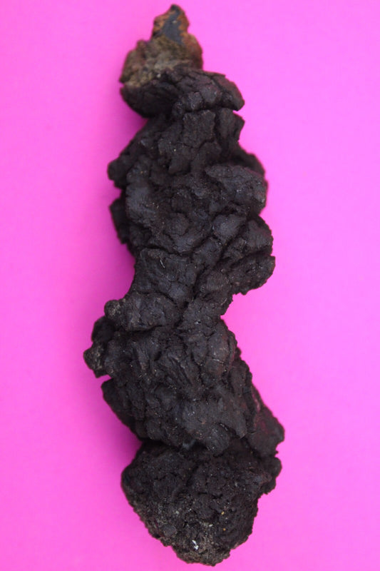 Giant Lizard Poop 5 Million Years Old Genuine Real Fossil Dinosaur Girl COA L20