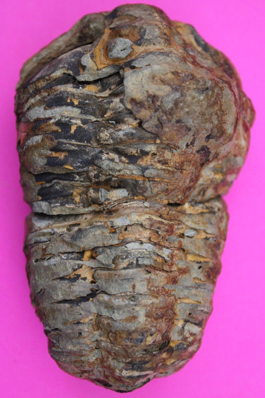 Authentic Trilobite Fossil 450 Million Years Old Genuine Dinosaur Girl COA 39