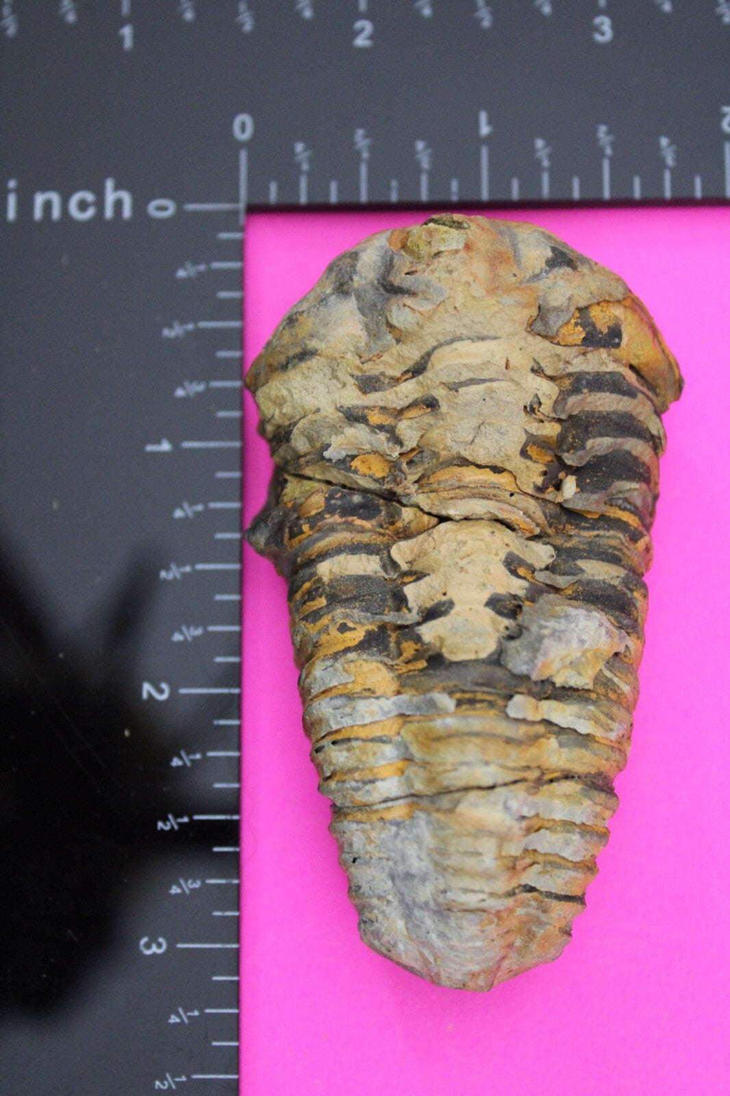 Authentic Trilobite Fossil 450 Million Years Old Genuine Dinosaur Girl COA 95