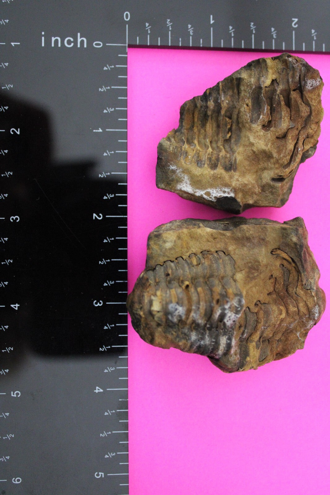 Authentic Trilobite Geode Real Fossil 450 Million Years Old Dinosaur Girl COA 05