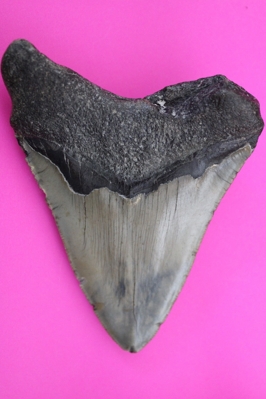 Authentic Megadolon Shark Tooth 4.7 Inch 185 Grams Fossil Dinosaur Girl COA M39