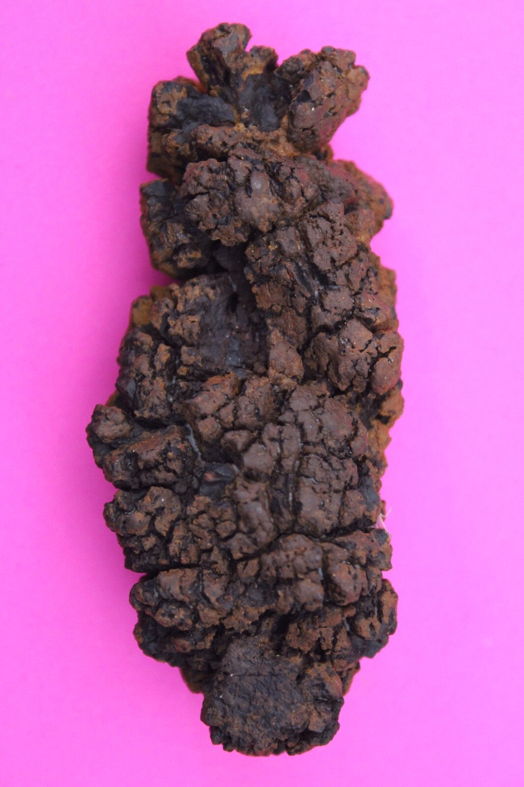 Giant Lizard Poop 5 Million Years Old Genuine Real Fossil Dinosaur Girl COA S56