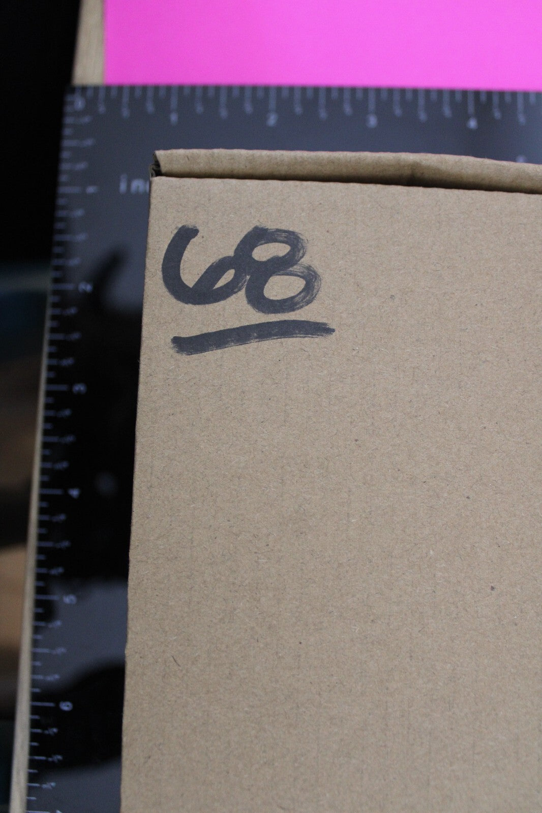 Authentic Trilobite Fossil 450 Million Years Old Genuine Dinosaur Girl COA 68