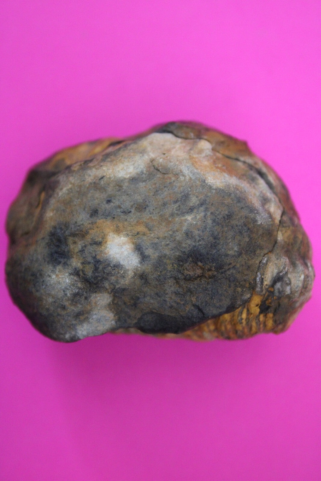 Authentic Trilobite Geode Real Fossil 450 Million Years Old Dinosaur Girl COA 18