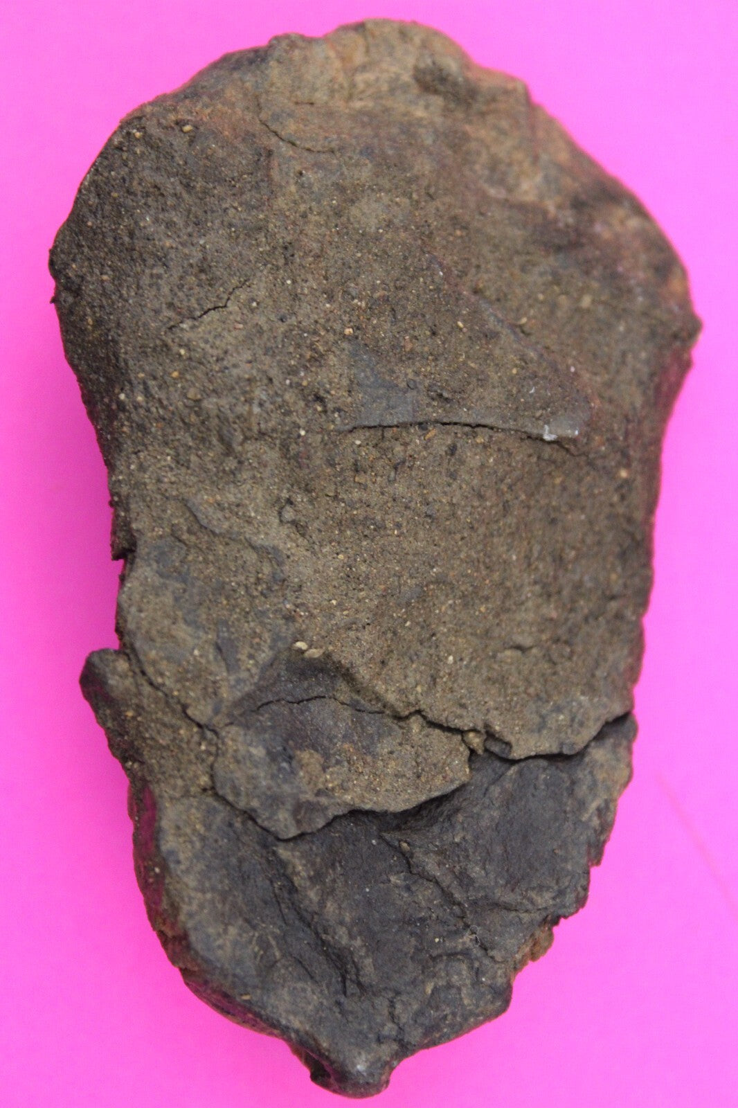 Authentic Trilobite Fossil 450 Million Years Old Genuine Dinosaur Girl COA 18