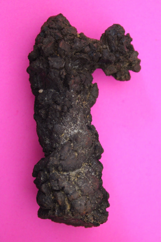 Giant Lizard Poop 5 Million Years Old Genuine Real Fossil Dinosaur Girl COA S59