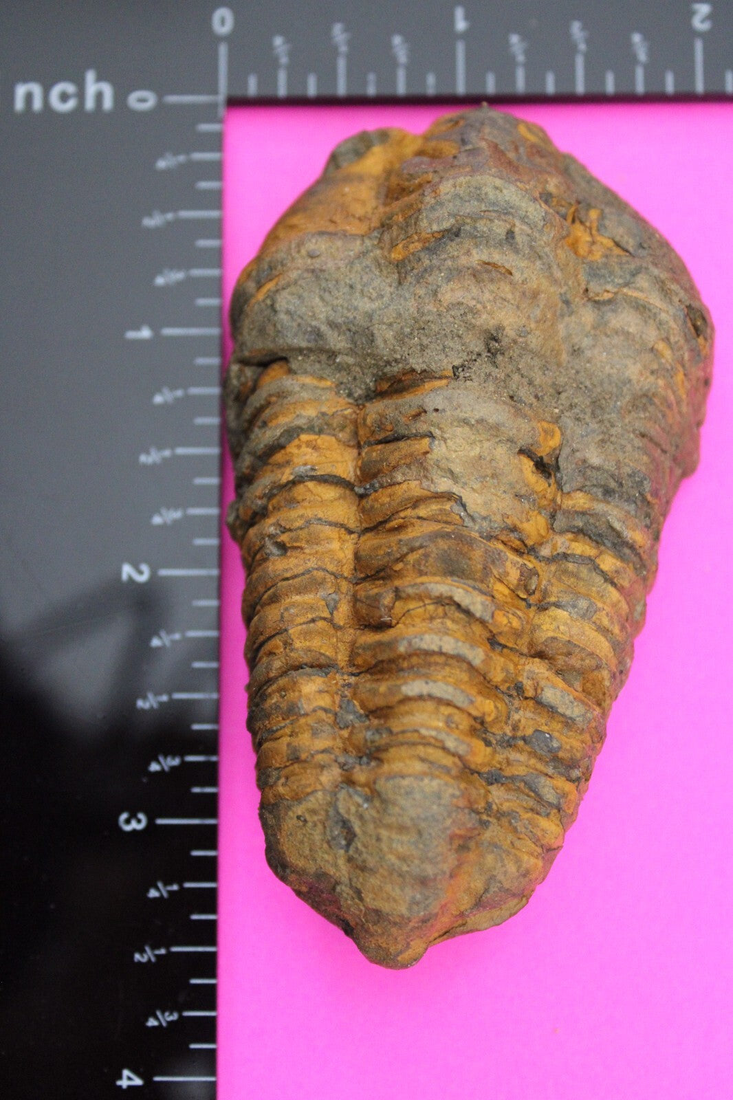 Authentic Trilobite Fossil 450 Million Years Old Genuine Dinosaur Girl COA 60