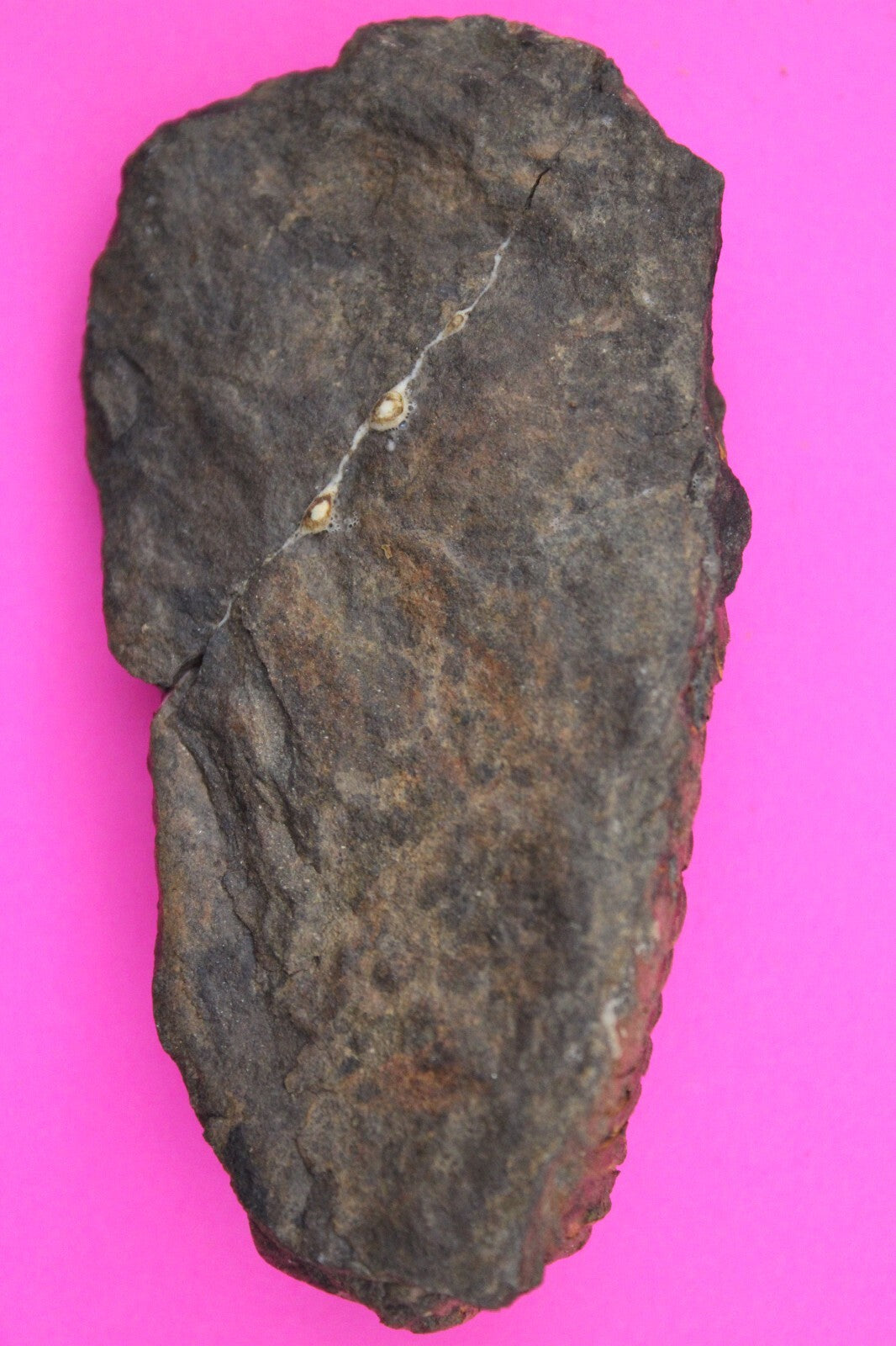 Authentic Trilobite Fossil 450 Million Years Old Genuine Dinosaur Girl COA 06