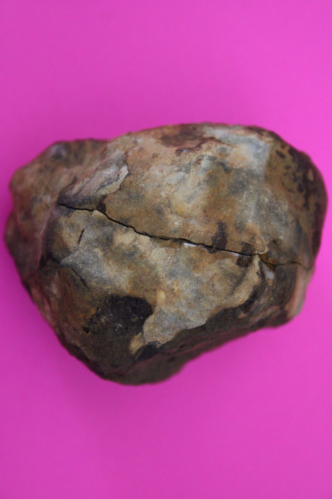 Authentic Trilobite Geode Real Fossil 450 Million Years Old Dinosaur Girl COA 08