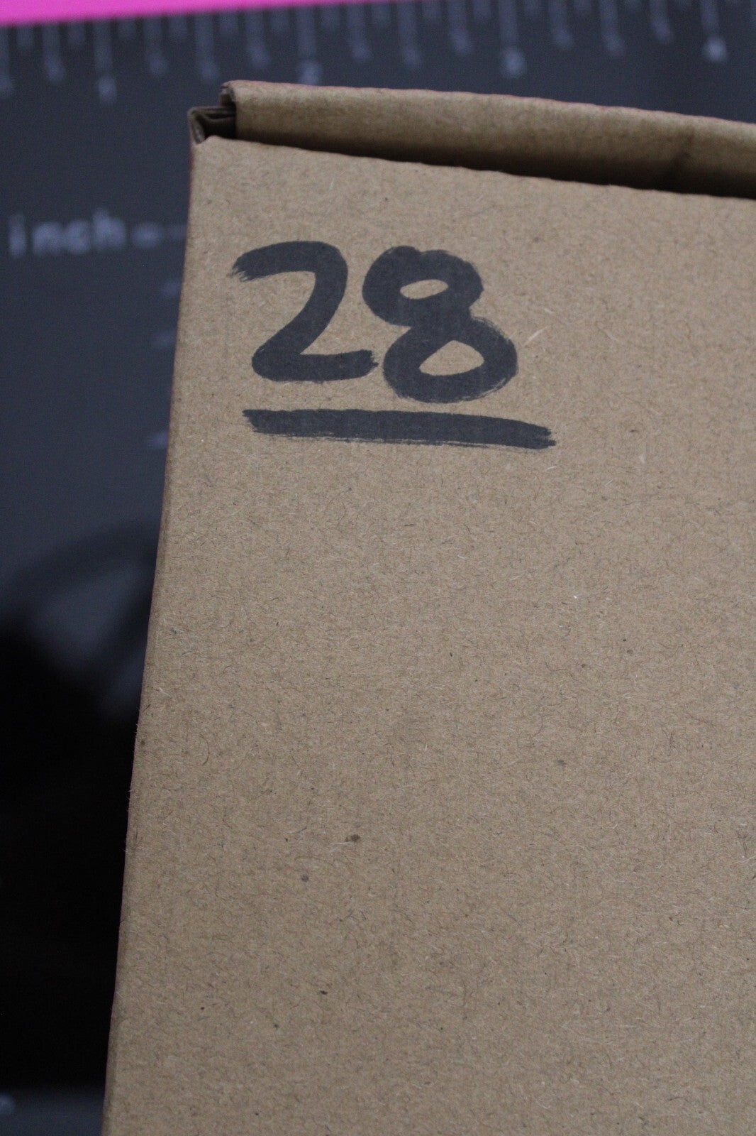 Authentic Trilobite Fossil 450 Million Years Old Genuine Dinosaur Girl COA 28