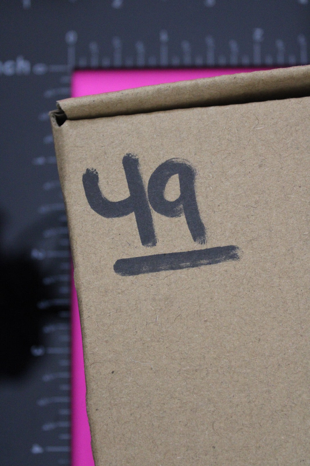 Authentic Trilobite Fossil 450 Million Years Old Genuine Dinosaur Girl COA 49